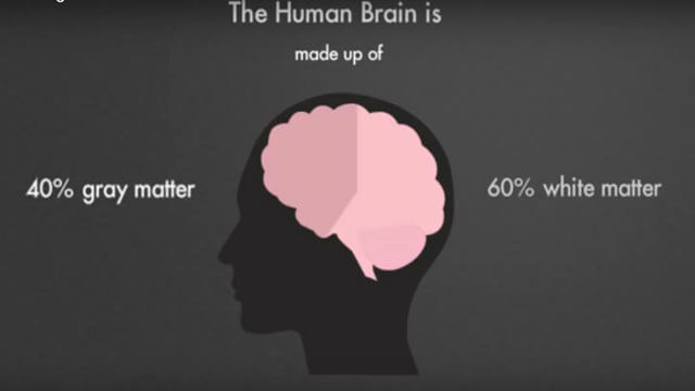 Infographic Educational Explainer Video About Human Organs With Stickman Animation