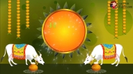Simple Happy Sankranti Greeting Wishes Video
